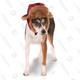 Trapper Pet Hat | $2 | Amazon